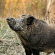 MYSTICAL CANTONESE HOG