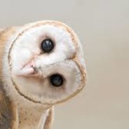 Oblivious Owl
