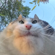 PУЧЕЙ FRANK