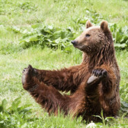 ʕ⁠·⁠ᴥ⁠·⁠ʔ avatar