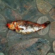 Dead_fish