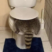 Hazrllerrra