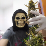 MADRUGA