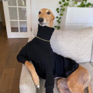 Galgo