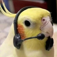 calopsito de headset