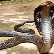 Cobra