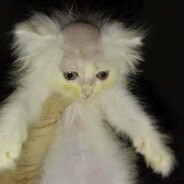 bald cat