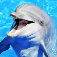 Dolphin