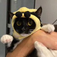 Mevil
