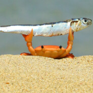 ♥♥♥♥ Fish [NL]