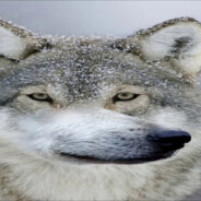 fl01zen