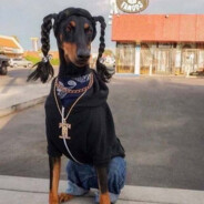 ♥ dachqueen