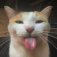 SILLIEST CAT EVER!!!