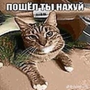 денискот1235эло