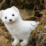 Ласка