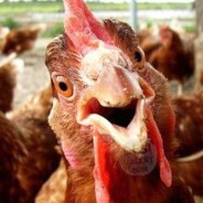 Pecking Chicken