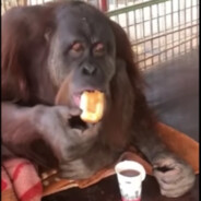 Breackfastmonkey