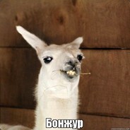 BONJOUR