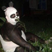 Looks like a panda, but