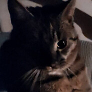Bobek