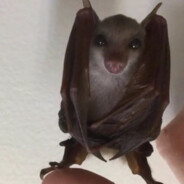 Batnyg3r