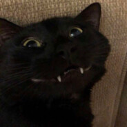 fat transgender cat girl