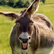 EL BURRO DEL DOTA