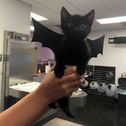 BatGato420