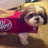 Dr.Pupper