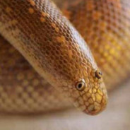 BumSnake