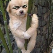森落万象丶