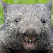 Walter the Wombat