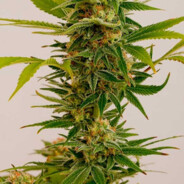 Weedforspeed