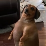 HuskyToad