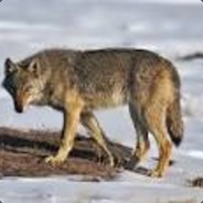wolfarmyomgea