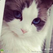 纳爱斯牙牙乐