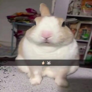 bunnyards