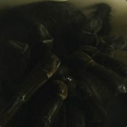 w411fl0w3r20фпс