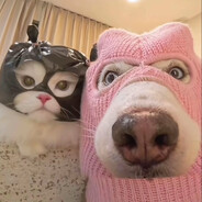 猫与狗
