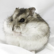 Hamster Combacster
