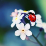Leanon