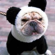 Wild Panda