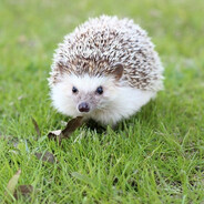 jeż ♥♥♥♥♥♥♥♥♥♥