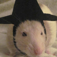 Rat with hat