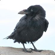 CrustyRaven