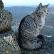 Cat Mountain