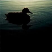 Dark DUCK
