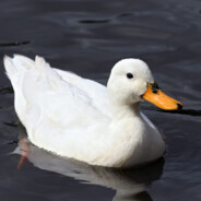a duck