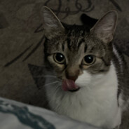 aceas 0_0