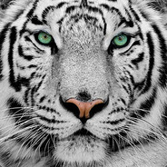 White Tiger